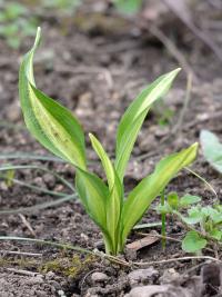 Allium ursinum (Česnek medvědí)