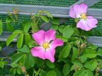 Rosa gallica (Růže galská)