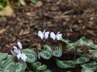 Cyclamen coum (Brambořík jarní)