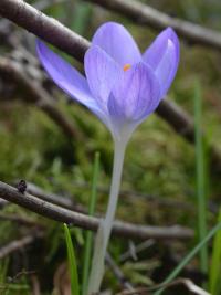 Crocus tommasinianus (Šafrán Tommasiniho)