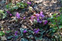 Cyclamen purpurascens (Brambořík nachový)