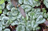Cyclamen purpurascens (Brambořík nachový)