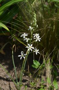 Ornithogalum (Snědek)