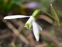 Galanthus nivalis (Sněženka podsněžník)