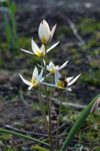 Tulipa biflora (Tulipán dvoukvětý)