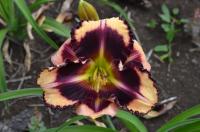 Hemerocallis (Denivka 'Gertrude Stein')