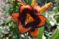 Hemerocallis (Denivka 'Hercogs Jekabs')