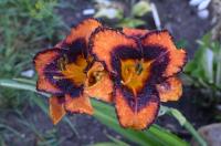 Hemerocallis (Denivka 'Hercogs Jekabs')