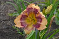 Hemerocallis (Denivka 'Home Run King')