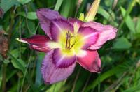Hemerocallis 'Jerry Hyatt' denivka květy, květenství Hemerocallis 'Jerry Hyatt' denivka květy, květenství