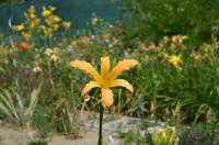 Hemerocallis (Denivka 'Spinnaker')