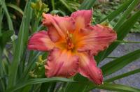Hemerocallis (Denivka 'Crintonic Painted Desert')