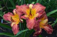 Hemerocallis (Denivka 'Crintonic Painted Desert')