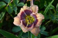 Hemerocallis (Denivka 'Crystal Blue Persuasion')