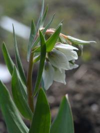 Fritillaria bucharica (Řebčík)
