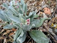 Cynoglossum cheirifolium (Užanka)