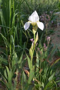 Iris albicans (Kosatec bělostný)