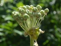 Allium basalticum (Česnek)
