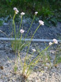 Allium oreoprasum (Česnek)