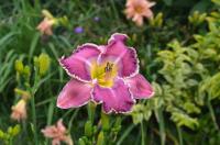 Hemerocallis (Denivka)