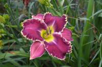 Hemerocallis (Denivka)