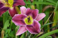 Hemerocallis (Denivka)