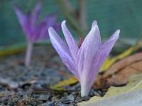 Colchicum variegatum (Ocún)