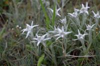 Leontopodium fedtschenkoanum (Plesnivec)