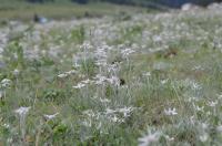Leontopodium fedtschenkoanum (Plesnivec)