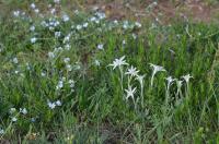 Leontopodium fedtschenkoanum (Plesnivec)