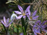 Colchicum doerfleri (Ocún)