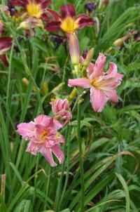 Hemerocallis (Denivka)