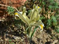 Iris persica (Kosatec perský)