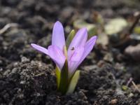 Colchicum wendelboi (Ocún)