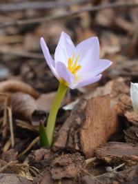 Colchicum ninae (Ocún)
