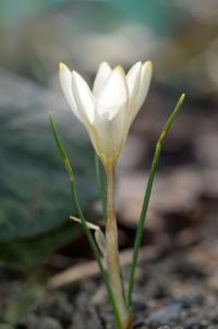 Crocus chrysanthus x alexandri (Šafrán)