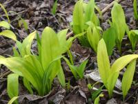 Česnek medvědí 'Yellow Leaves'