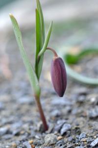 Fritillaria caucasica (Řebčík)