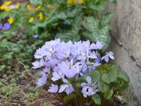 Jefersonie pochybná