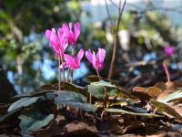 Brambořík vykrojený