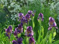 Iris x seminaturalis (Kosatec)