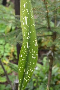 Aspidistra daibuensis (Kořenokvětka 'Totally Dotty')