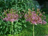 Allium (Česnek 'Taobago')
