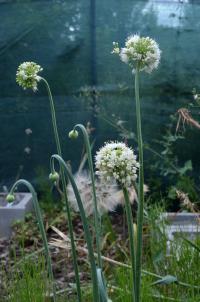 Allium nutans (Česnek nicí 'Album')