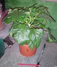 Pěstování sazenic