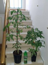 Pěstování sazenic