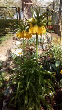 Fritillaria imperialis (Řebčík královský)