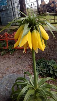 Fritillaria imperialis (Řebčík královský)