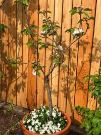 Malus domestica (Jabloň domácí 'Croquella')