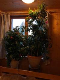 Mandevilla (Mandevila - pěstování)